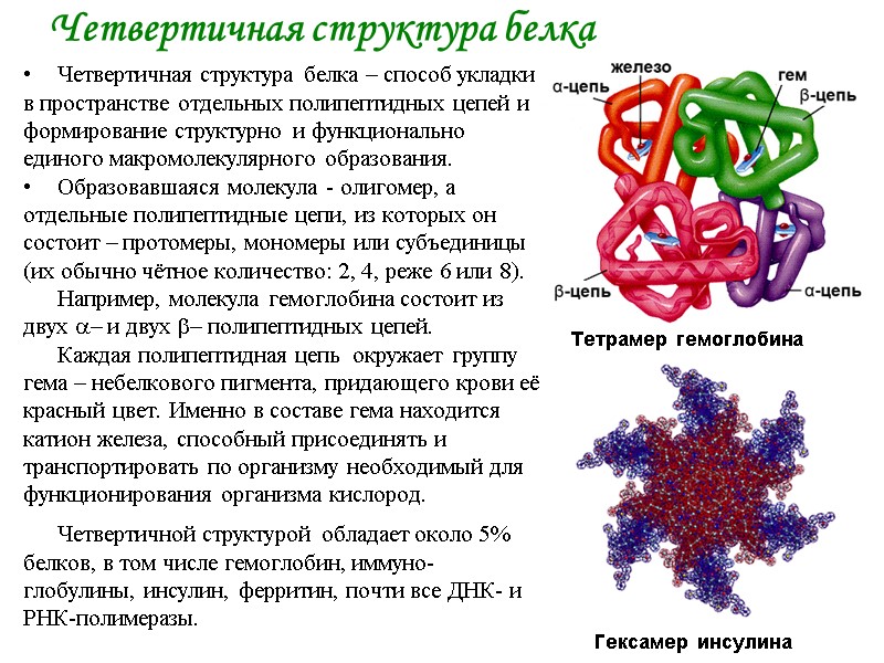 Четвертичная структура белка Четвертичная структура белка – способ укладки в пространстве отдельных полипептидных цепей Четвертичная структура белка Четвертичная структура белка – способ укладки в пространстве отдельных полипептидных цепей